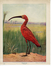 SCARLET IBIS